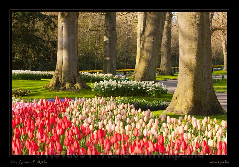 Keukenhof Hollandia 005.jpg